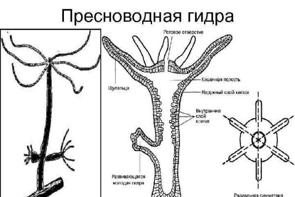 Ссылка омг тг канал зеркало